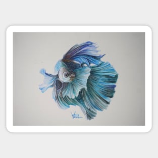 Betta Fish Sticker